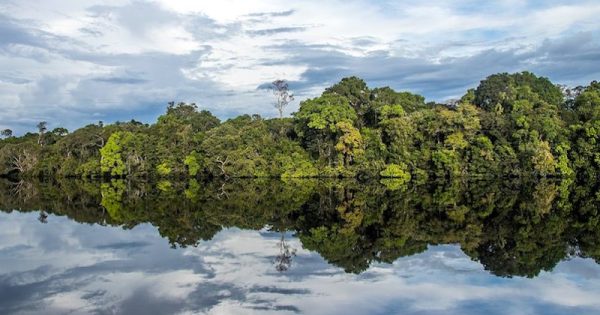 preservar-80-porcento-da-amazonia-foto-Dalia-McGill-parque-nacional-do-jau-mongabay-brasil