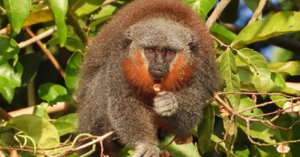 primatas-brasileiro-extincao-conexao-planeta