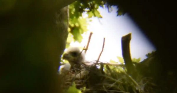 primeiro-filhote-aguia-inglaterra-conexao-planeta