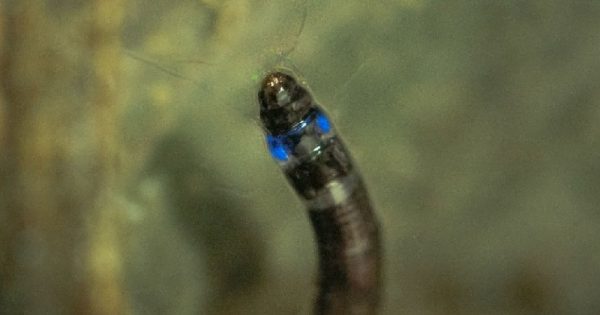primeiro-mosquito-sulamericano-emite-luz-azul-conexao-planeta