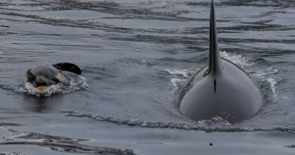 primeiro-registro-nascimento-orca-Eve Jourdain- Jörg Rychen-conexao-planeta