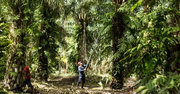 Produtores de óleo de palma do Peru assinam compromisso pelo desmatamento zero