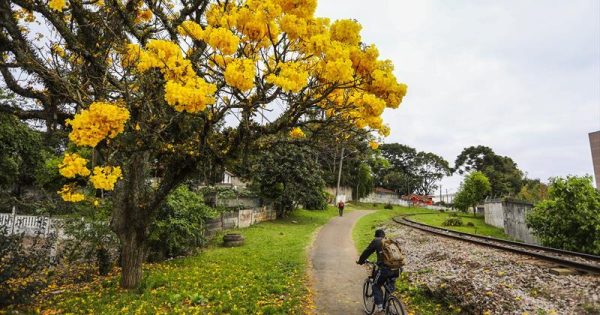 Programa Adote uma Árvore estimula curitibanos a tornar a cidade mais verde