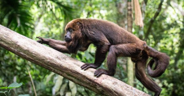 programa-pioneiro-e-uma-vacina-devolve-bugios-a-mata-atlantica-parque-nacional-da-tijuca-foto-marcelo-rheingantz