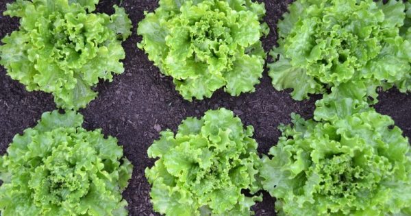 projeto-horta-laje-estimula-cultivo-hortalicas-alimentacao-saudavel-paraisopolis-2-conexao-planeta