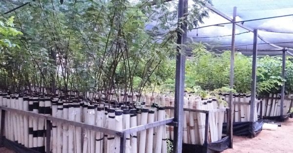 projeto-reflorestamento-caatinga-canos-pvc-conexao-planeta