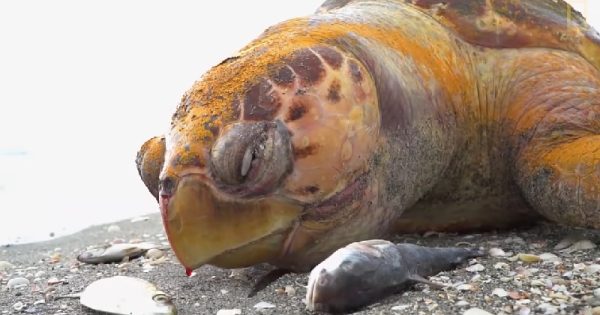 Infestação de algas tóxicas está matando vida marinha na Flórida