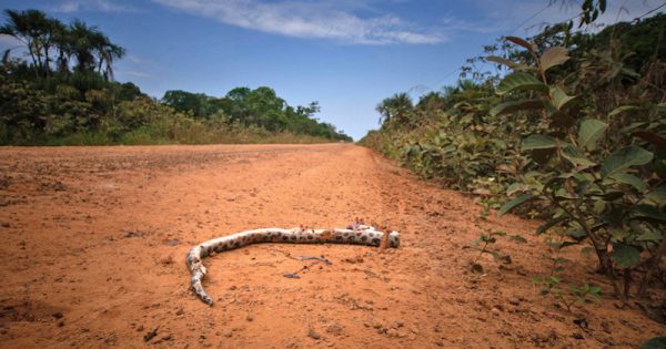 proliferacao-de-estradas-ilegais-impulsiona-desmatamento-na-amazonia-brasileira-foto-marcio-isensee-e-sa-amazonia-real-flickr1b