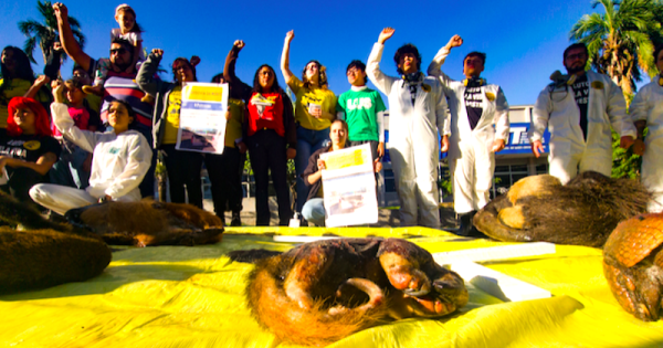 protesto-exibe-carcacas-de-animais-atropelados-na-BR262-no-MS-foto-leonardo-mercon0b.jpg