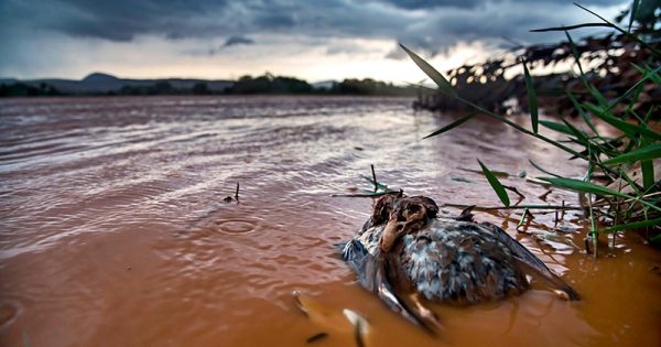 A morte do Rio Doce | The Rio Doce´s river death
