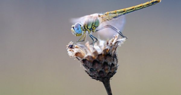 quase-25-populacao-insetos-mundo-desapareceram-conexao-planeta