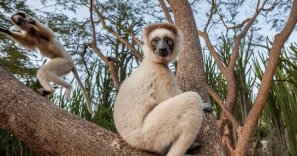 quase-30-cento-especies-lemur-madagascar-criticamente-ameacado-extincao-conexao-planeta