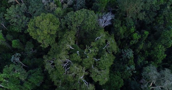 queda-desmatamento-amazonia-julho-conexao-planeta