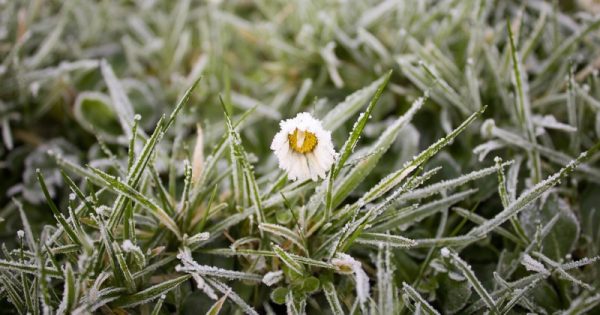 plantas congeladas com o frio do inverno