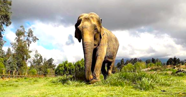 ramba-santuario-elefantes-foto-divulgacao-parque