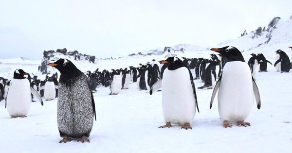 rarissimo-pinguim-preto-antartica-conexao-planeta
