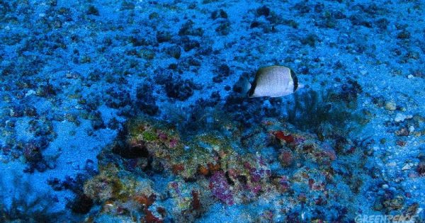 recife-corais-amazonia-esponjas2-conexao-planeta-foto-greenpeace