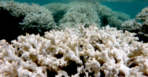 recifes-de-corais-nordeste-branqueamento-foto-camila-brasil-reefcheck-e-UFPE