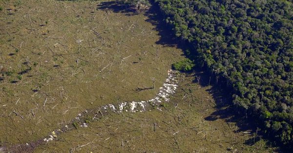 recorde-desmatamento-amazonia-2022-conexao-planeta