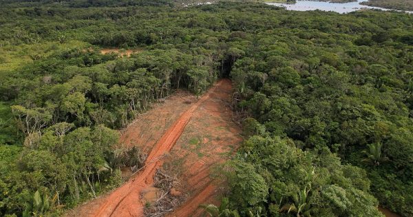 reflorestamento-amazonia-conexao-planeta