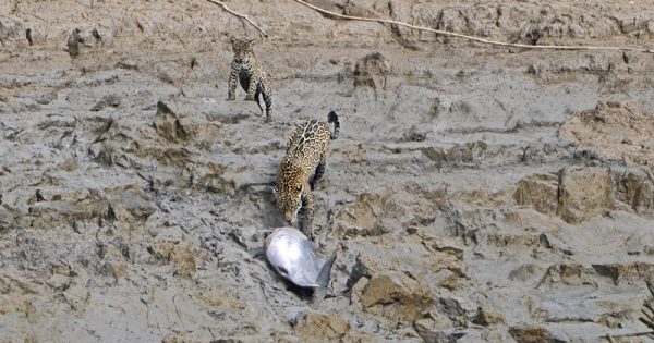 Onça-pintada, Panthera onca, Estação Ecológica de Maracá-Jipioca, Amapá, Brasil