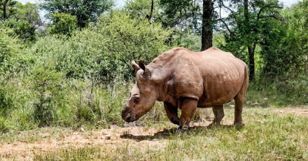 rinoceronte-seha-vida-selvagem-2-conexao-planeta