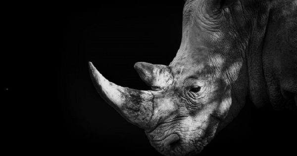 rinocerontes-chifres-menores-conexao-planeta