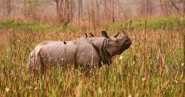 rinocerontes-india-conexao-planeta