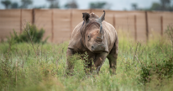 rinocerontes-viagem-africa-conexao-planeta
