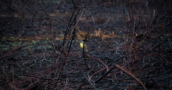 Forest Fires in the PantanalExpedição no Pantanal, Agosto de 2024