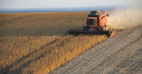 ruralistas-pressioname-e-senado-exclui-agronegocio-de-PL-que-regula-mercado-de-carbono-foto-soybeans-pixabay