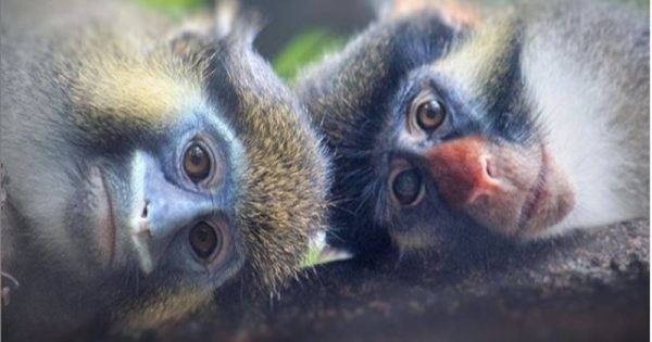 santuario-de-primatas-resgatados-em-camaroes-pode-fechar-foto-divulgacao-limbewildlifecentre1