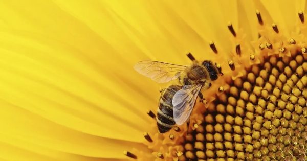 sao-paulo-lei-abelhas-conexao-planeta