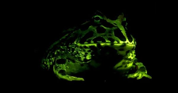 sapos-biofluorescencia-conexao-planeta