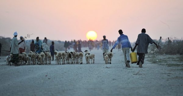 “Se não dermos um basta à perda da biodiversidade, podemos enfrentar nossa própria extinção”, alerta ONU