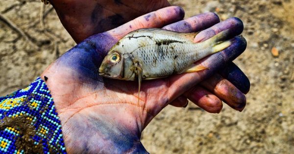 seca-belo-monte-peixes-divulgacao-conexao-planeta