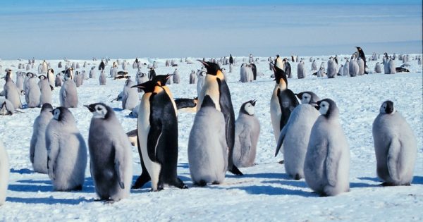 ﻿Segunda maior colônia de pinguins-imperadores do mundo desaparece da Antártica