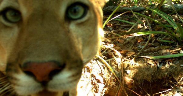selfies-animais-no-pantanal-29_suçuarana (Puma concolor)-conexao-planeta