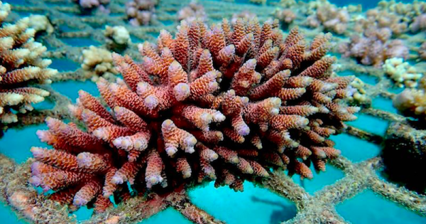 sem-turistas-mergulhadores-se-unem-a-cientistas-para-recuperar-barreira-de-corais-australia-foto-divulgacao