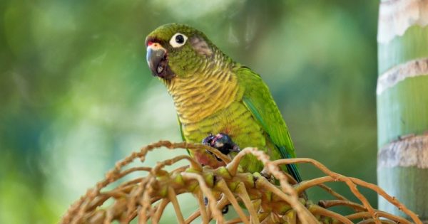 Sementes de araucária bicadas por papagaios germinam melhor