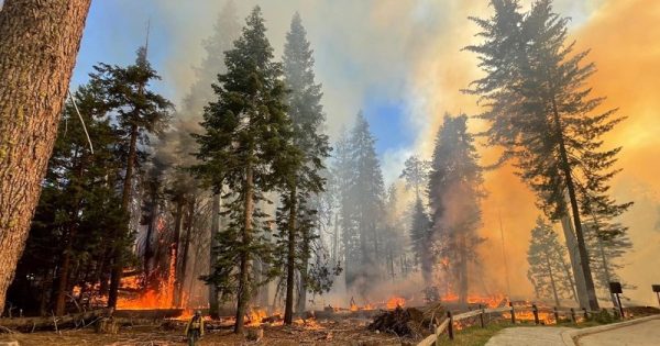 sequoias-incendios-yosemite-california-conexao-planeta