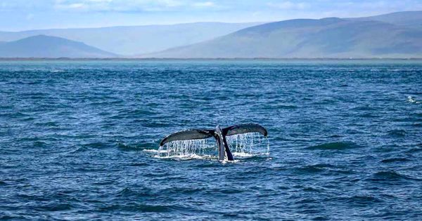 sitio-do-patrimonio-das-baleias-golfo-dulce-costa-rica-foto-tropical-escapade-divulgacao