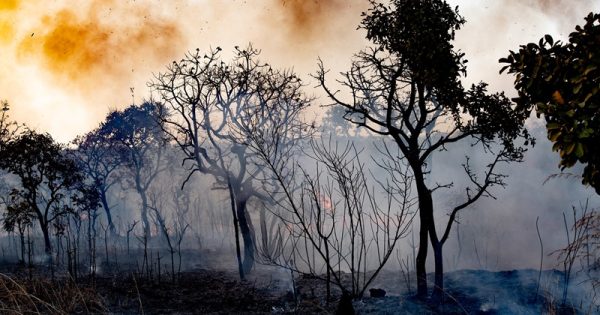 stf-pandemia-incendios-leopoldo-silva-conexao-planeta