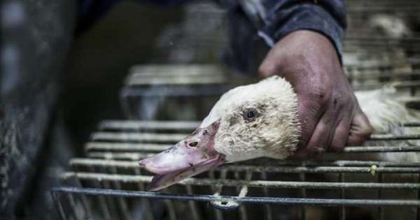 stf-vai-julgar-lei-que-proibe-venda-de-foie-gras-em-sp-foto-animal-equality0b