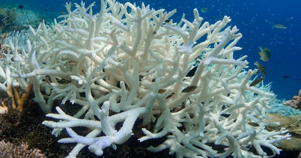 Substância de alguns filtros solares pode contribuir para a morte de recife de corais