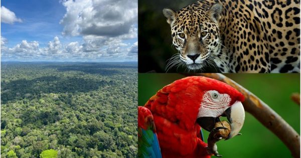 suriname-protecao-florestas-abre-conexao-planeta