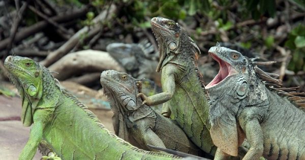 taiwan-abate-iguanas-freddie01-pixabay-conexao-planeta