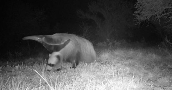 tamandua-pampa-gaucho-conexao-planeta