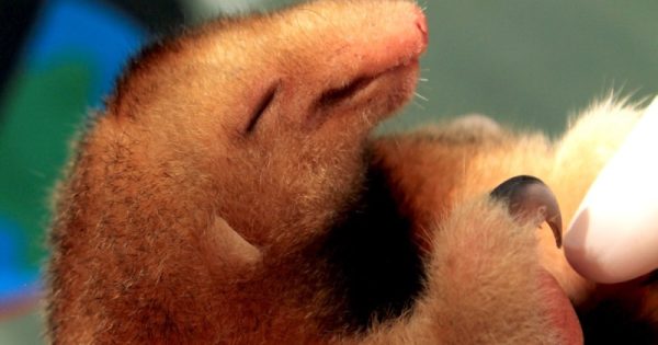 Tamanduaí: pesquisadores brasileiros são os únicos a estudar o menor e mais raro tamanduá