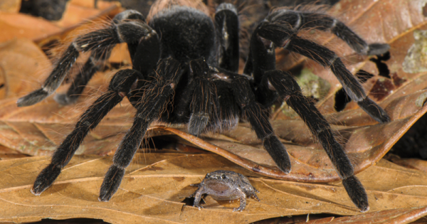 tarantula-amizade-anfibios-francesco-tomasinelly-emanuel-biggi-conexao-planeta